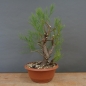 Preview: Pre-Bonsai,Tamarix, parviflora, Tamariske