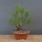 Preview: Pre-Bonsai,Tamarix, parviflora, Tamariske