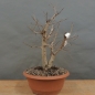 Preview: Pre-Bonsai, Feldulme Ulmus minor