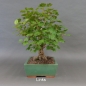 Preview: Bonsai Gemeiner Schneeball links