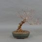 Preview: Bonsai Gemeiner Schneeball