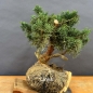 Preview: Juniperus chin. 'Blaauw'