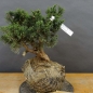 Preview: Juniperus chin. 'Blaauw'