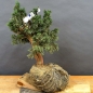 Preview: Juniperus chin. 'Blaauw'