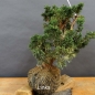 Preview: Juniperus chin. 'Blaauw'