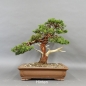 Preview: Chinesischer Wacholder Bonsai