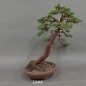 Preview: Chinesischer Wacholder Bonsai, links