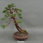 Preview: Chinesischer Wacholder Bonsai, rechts