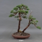 Preview: Chinesischer Wacholder Bonsai