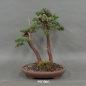 Preview: Chinesischer Wacholder Bonsai, hinten