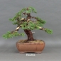 Preview: Juniperus chin. Hetzii, rechts
