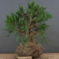 Preview: Chines. Wacholder - Juniperus, chinensis