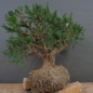 Preview: Chines. Wacholder - Juniperus, chinensis