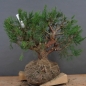 Preview: Chines. Wacholder - Juniperus, chinensis