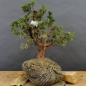 Preview: Juniperus chin. 'Blaauw'