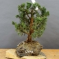 Preview: Juniperus chin. 'Blaauw'