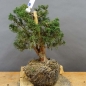 Preview: Juniperus chin. 'Blaauw'