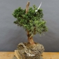 Preview: Juniperus chin. 'Blaauw'