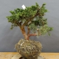Preview: Juniperus chin. 'Blaauw'