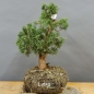 Preview: Juniperus chin. 'Blaauw'