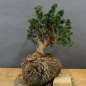Preview: Juniperus chin. 'Blaauw'