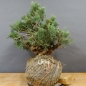 Preview: Chines. Wacholder - Juniperus, chinensis, Hetzii