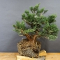 Preview: Juniperus chin. Hetzii