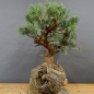 Preview: Juniperus chin. Hetzii