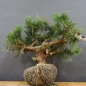 Preview: Juniperus chin. Hetzii