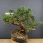 Preview: Chines. Wacholder - Juniperus, chinensis, Hetzii