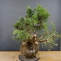 Preview: Chines. Wacholder - Juniperus, chinensis, Hetzii