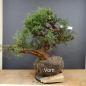 Preview: Juniperus chin. Hetzii