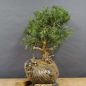 Preview: Juniperus chin. Hetzii
