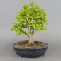 Preview: Bonsai, Crataegus laevigata, Weissdorn