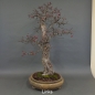 Preview: Bonsai, Crataegus laevigata, Weissdorn