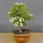Preview: Pre-Bonsai, Weissdorn