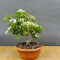 Preview: Pre-Bonsai, Weissdorn