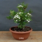 Preview: Pre-Bonsai, Weissdorn, links