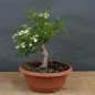 Preview: Pre-Bonsai, Weissdorn, vorn