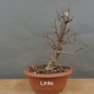 Preview: Pre-Bonsai, Zelkova serrata