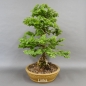 Preview: Bonsai, Zwergulme Ulmus
