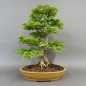 Preview: Bonsai, Zwergulme Ulmus