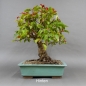 Preview: Bonsai, Malus, Evereste, Blüte, Zierapfel
