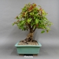 Preview: Bonsai, Malus, Evereste, Blüte, Zierapfel