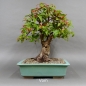 Preview: Bonsai, Malus, Evereste, Blüte, Zierapfel