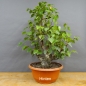 Preview: Pre-Bonsai, Sandbirke, Betula pendula