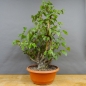 Preview: Pre-Bonsai, Sandbirke, Betula pendula