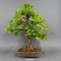 Preview: Bonsai, Eiche