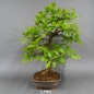 Preview: Bonsai, Eiche