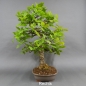 Preview: Bonsai, Eiche